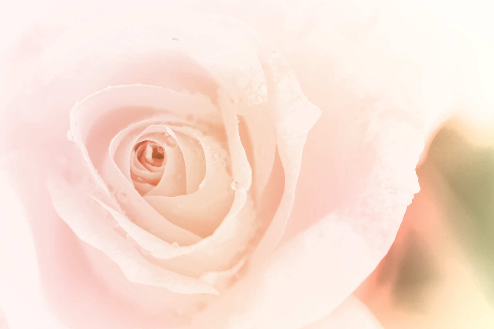 Pink rose