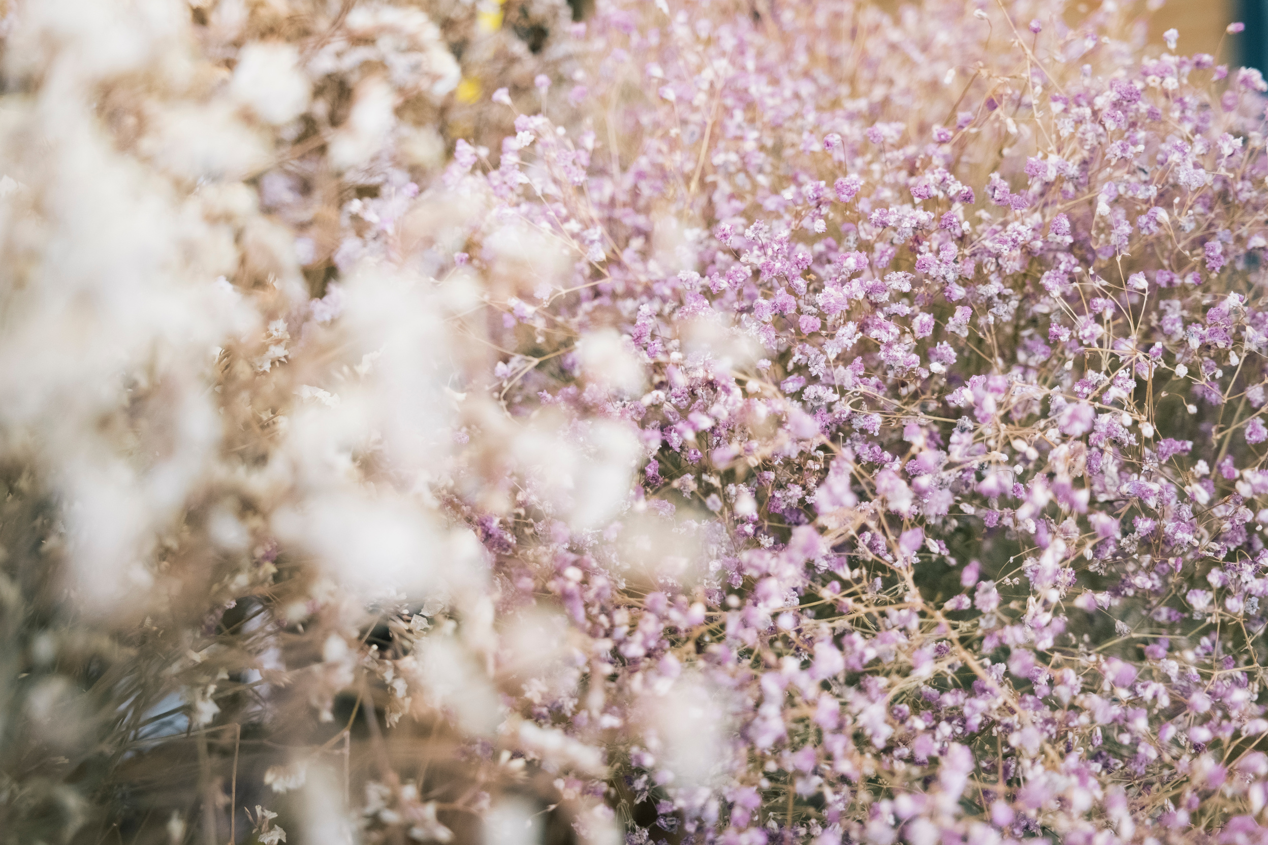 Feminine wedding with dry wildflowers background.