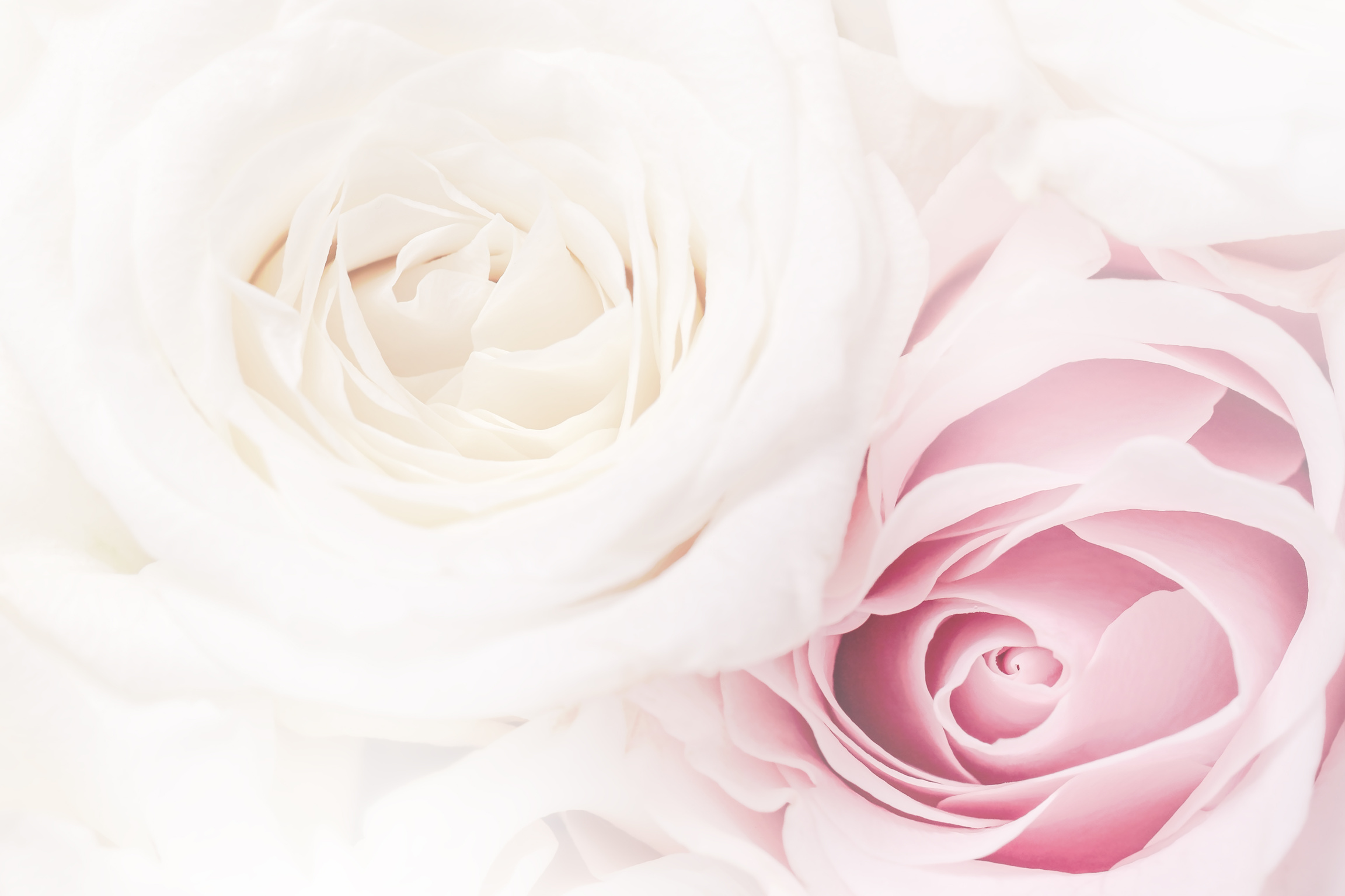 Romantic greeting card with tender flowers