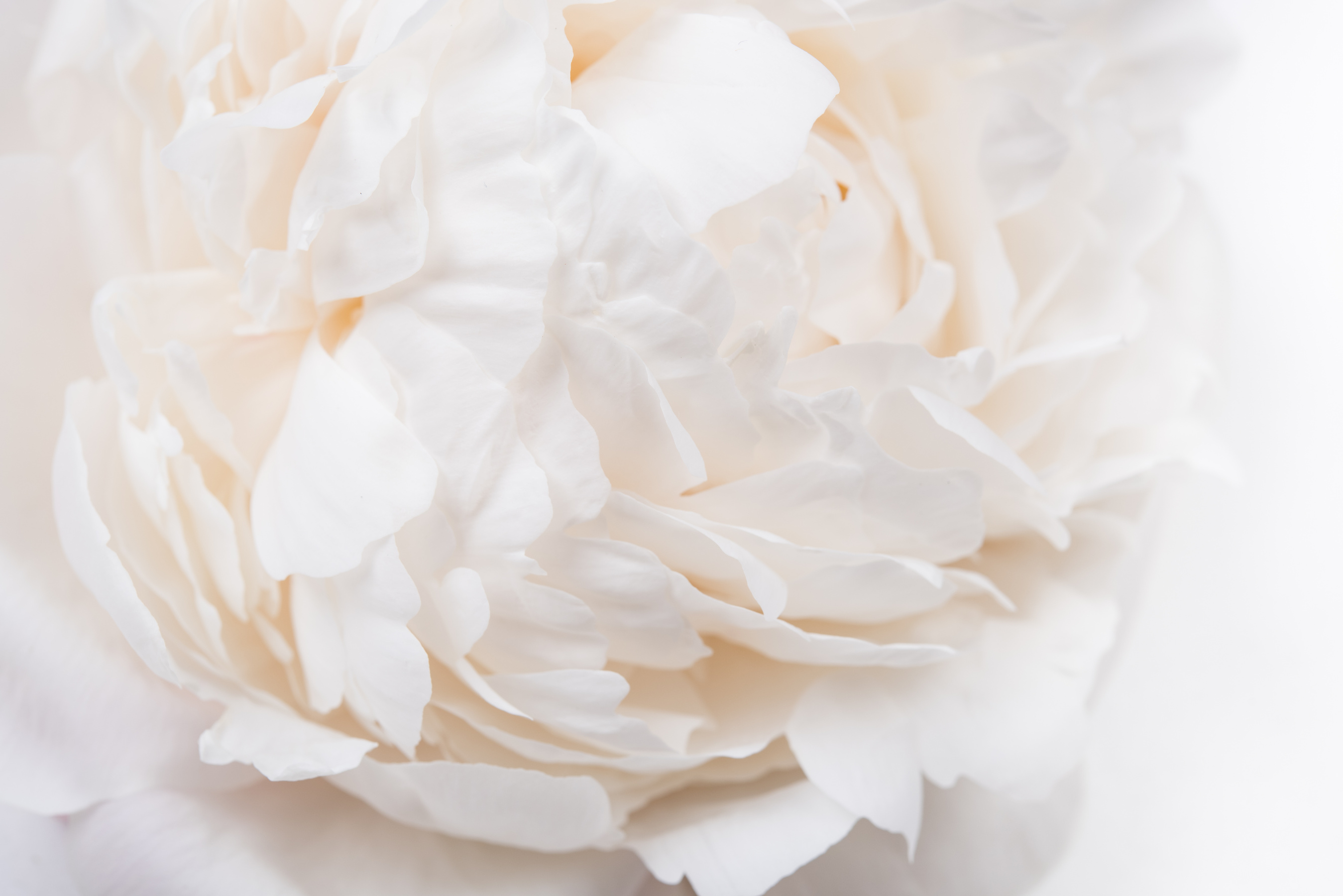 White Peony Petals  