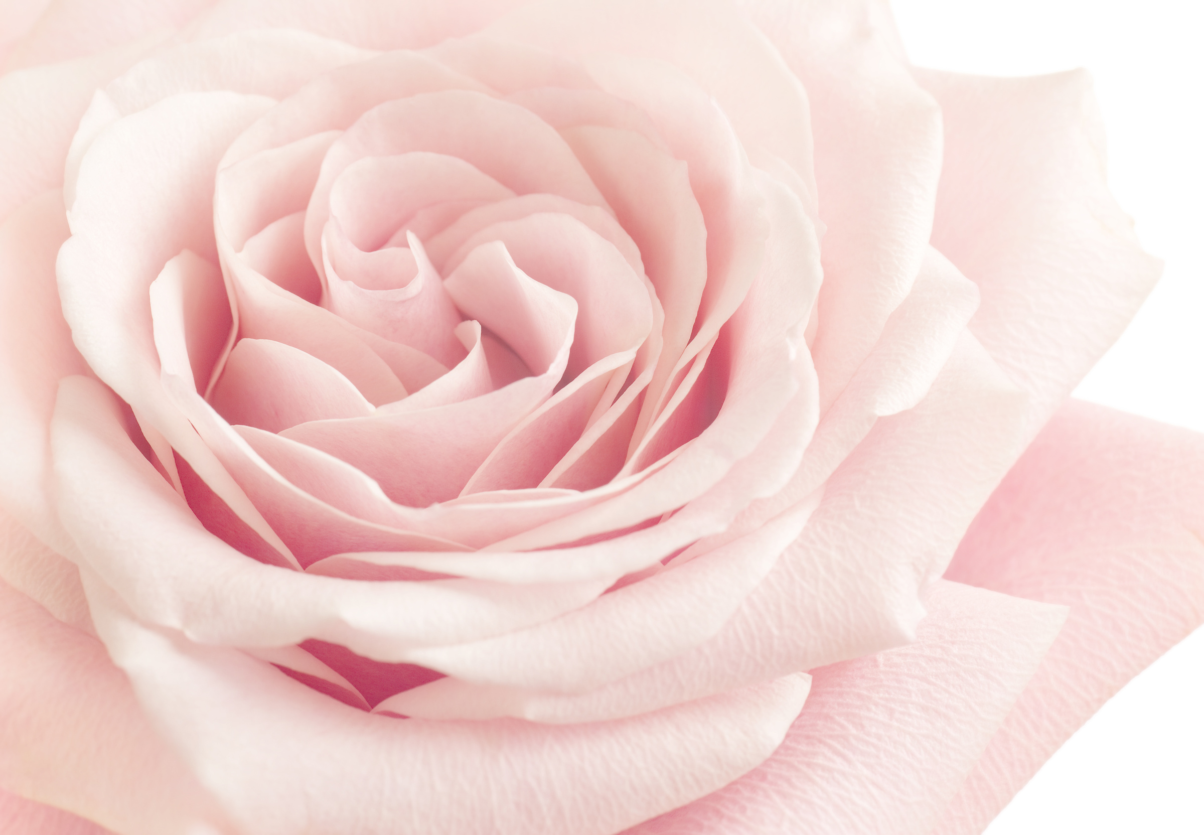 Light Pink Rose Flower High Key Floral