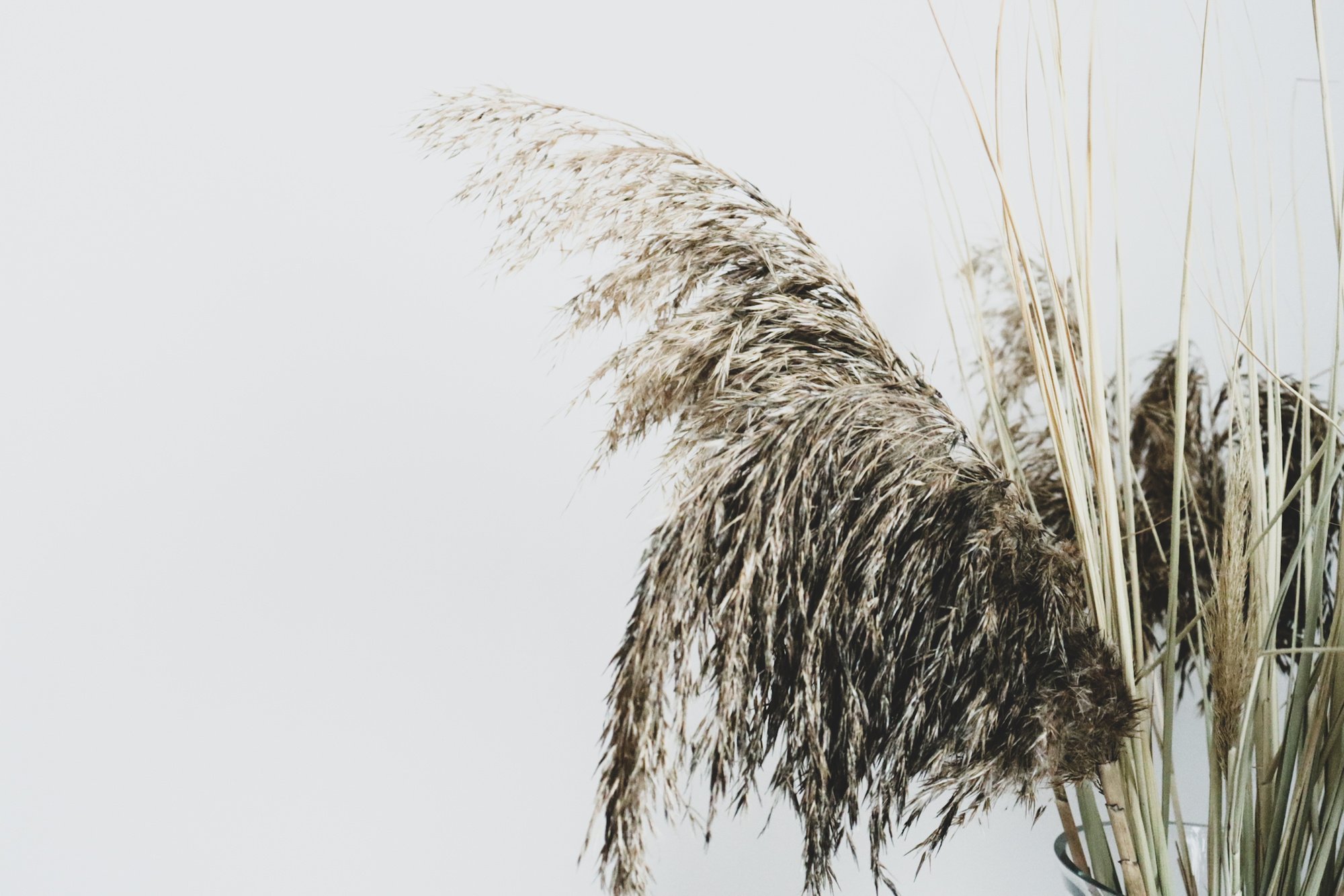 Close-Up Photograph of Grass Leaves