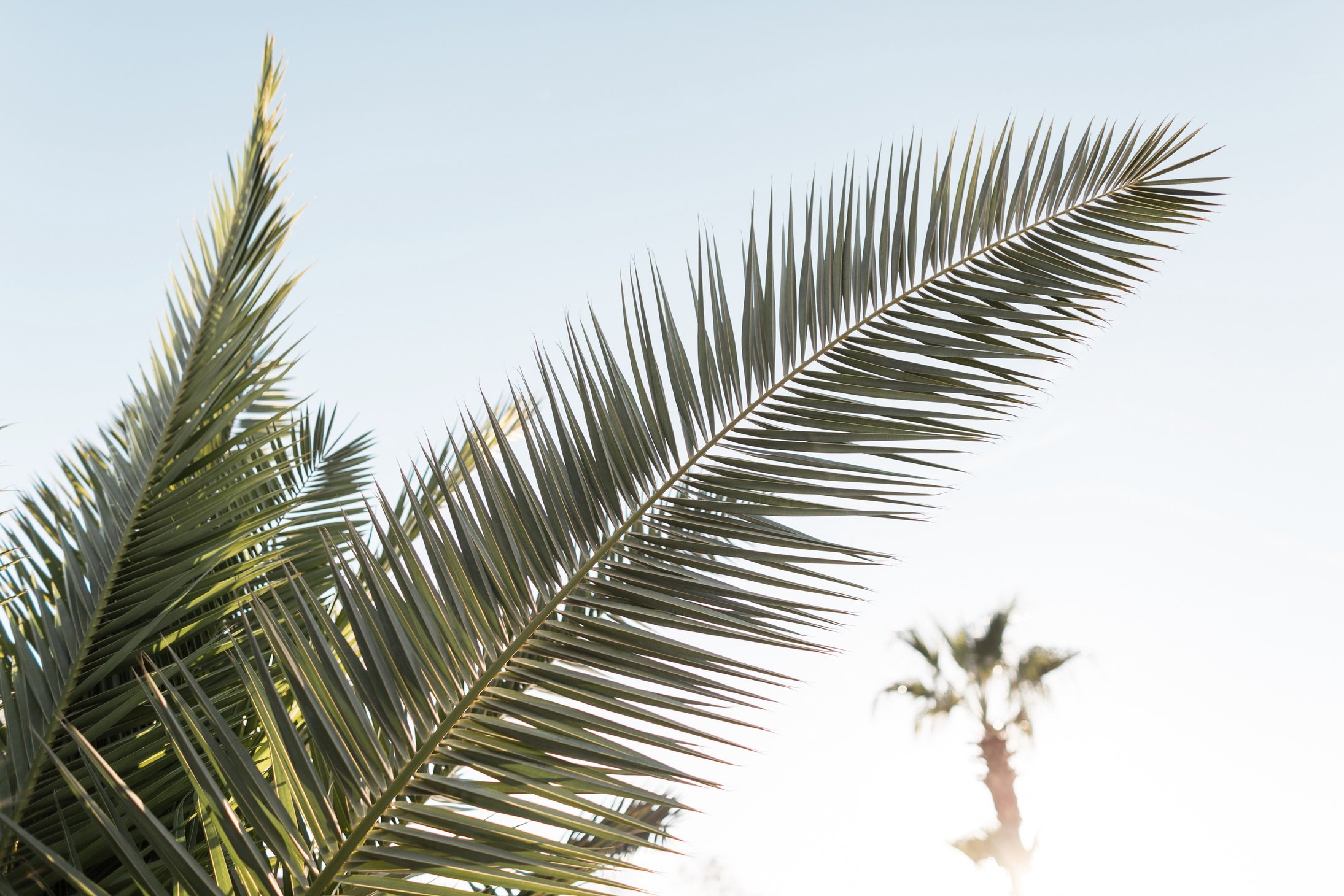 Beautiful Exotic Green Palm Trees with Leaves at Sunset. Summer